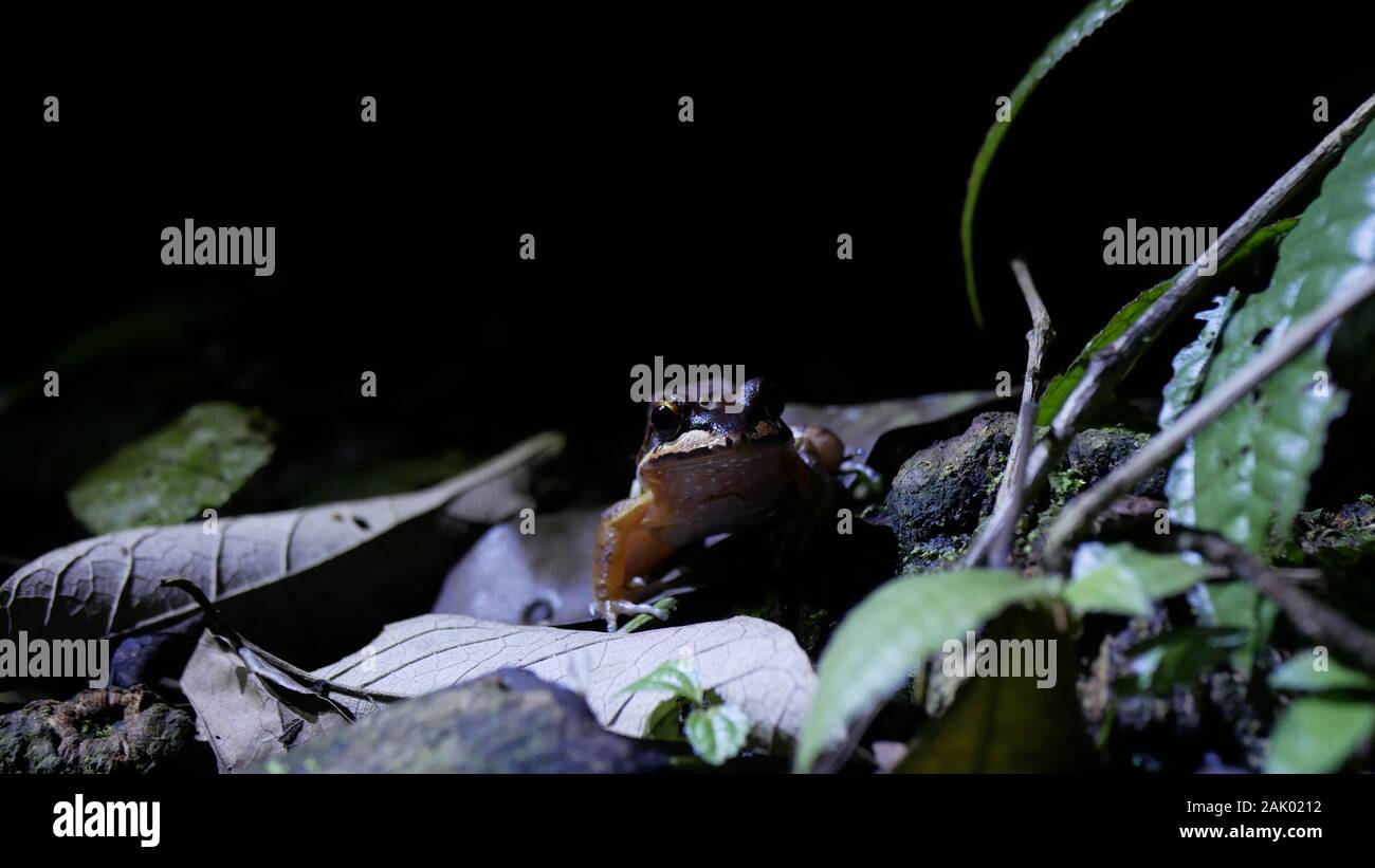 Leptodactylus rhodomystax frog seduti tra foglie secche nella foresta amazzonica peruviana di notte Foto Stock
