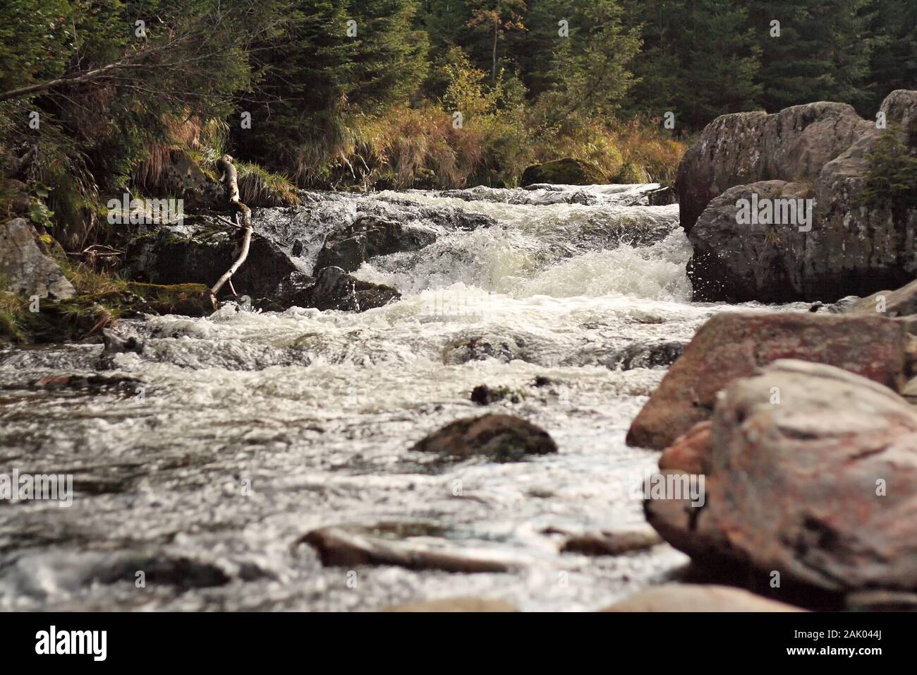 fiume selvaggio nella foresta, rapide e rocce Foto Stock
