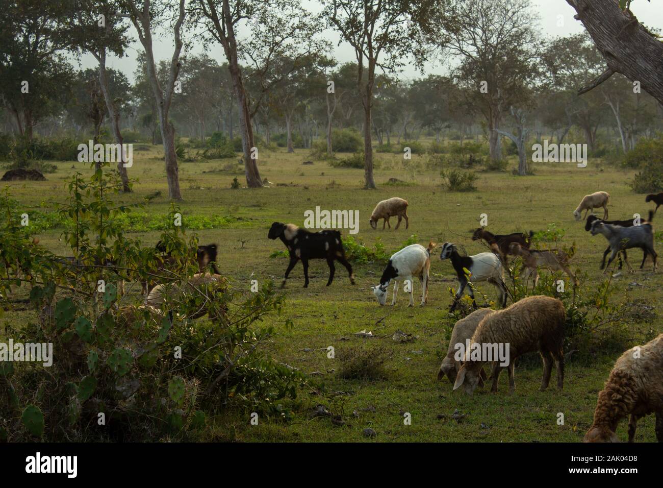 Le pecore e le capre pascolano lungo la superficie forestale in Masinagudi, Mudumalai National Park, Tamil Nadu - lo stato di Karnataka frontiera, India Foto Stock