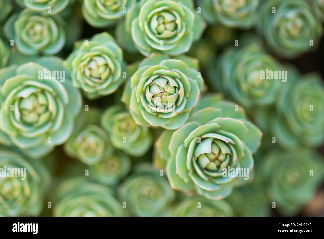 Roseroot in crescita in un paese di lingua inglese giardino Foto Stock