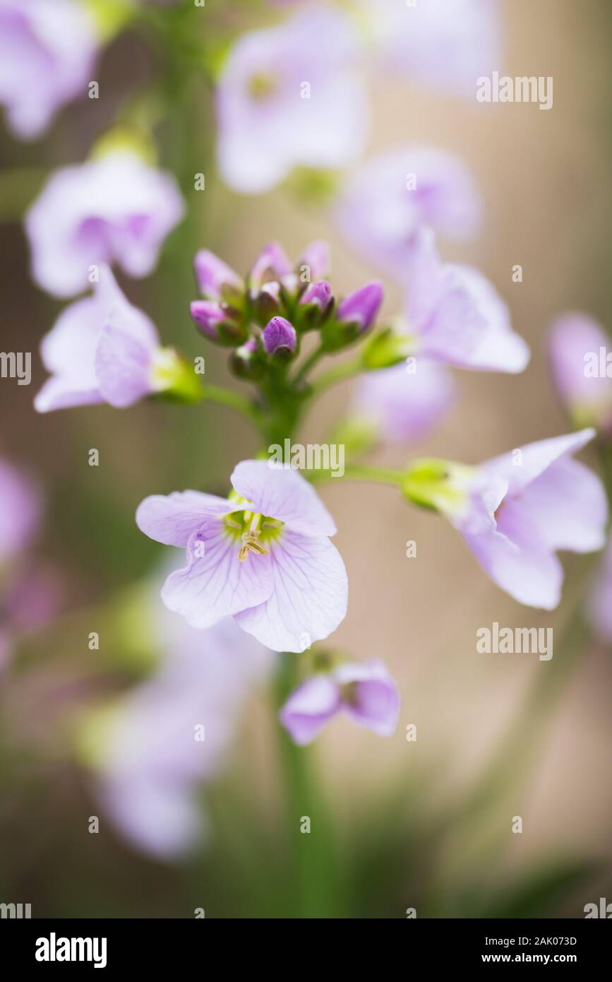 Il cuculo fiore in crescita in un paese di lingua inglese giardino Foto Stock
