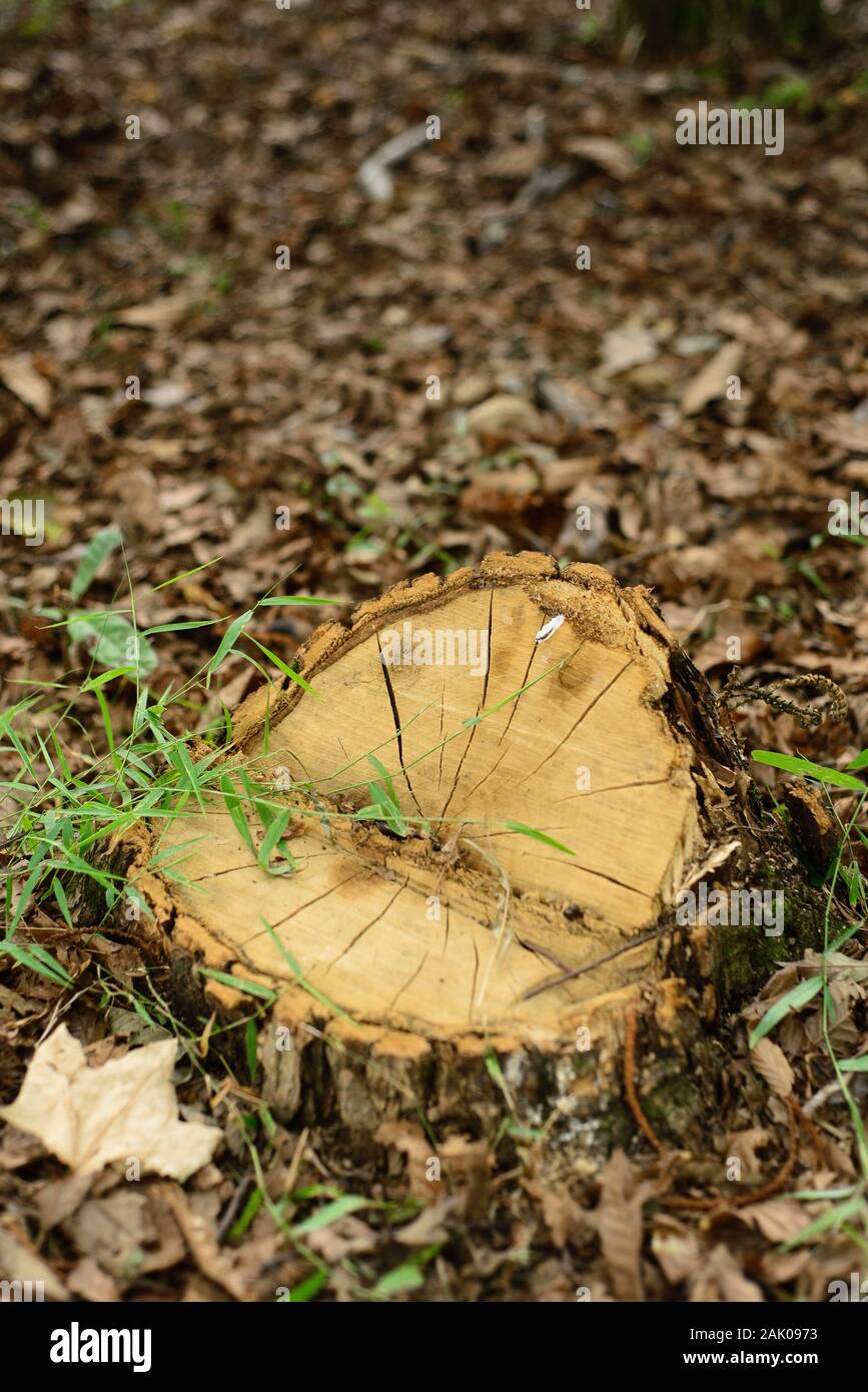 Ceppo di un albero tagliato Foto Stock