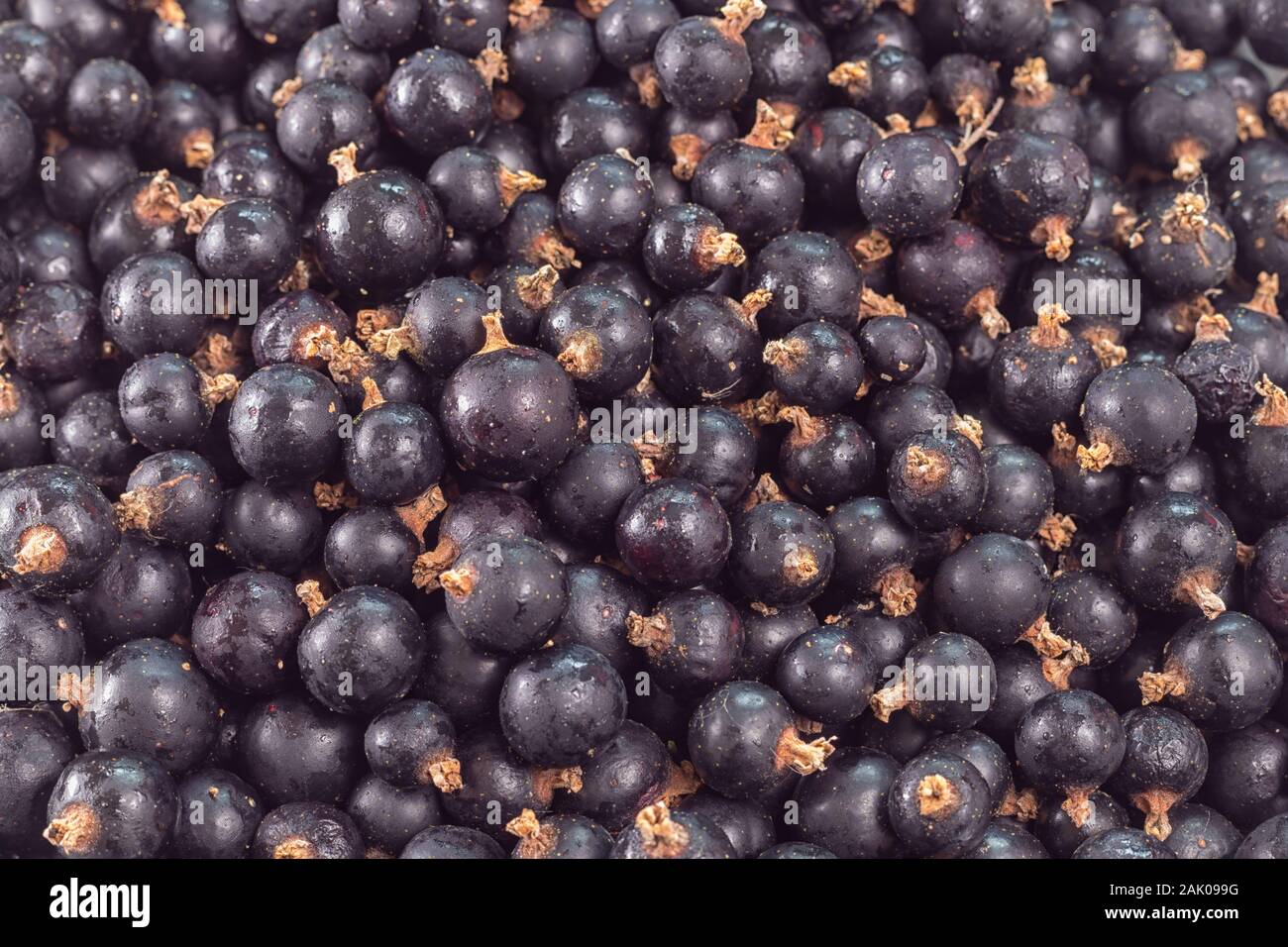 Un sacco di bacche di ribes nero - vista dall'alto Foto Stock