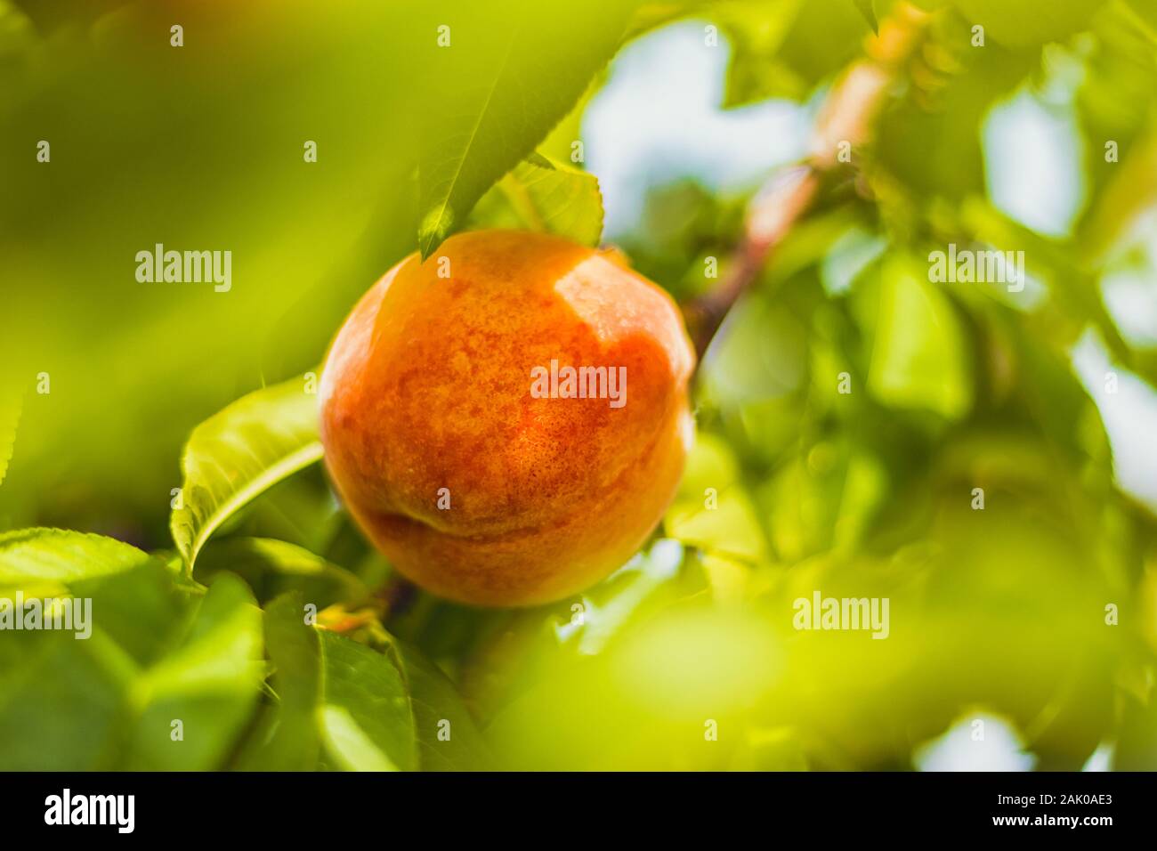 Pesca (dettaglio di frutta) su albero, foglie verdi intorno, che splende attraverso cielo limpido Foto Stock