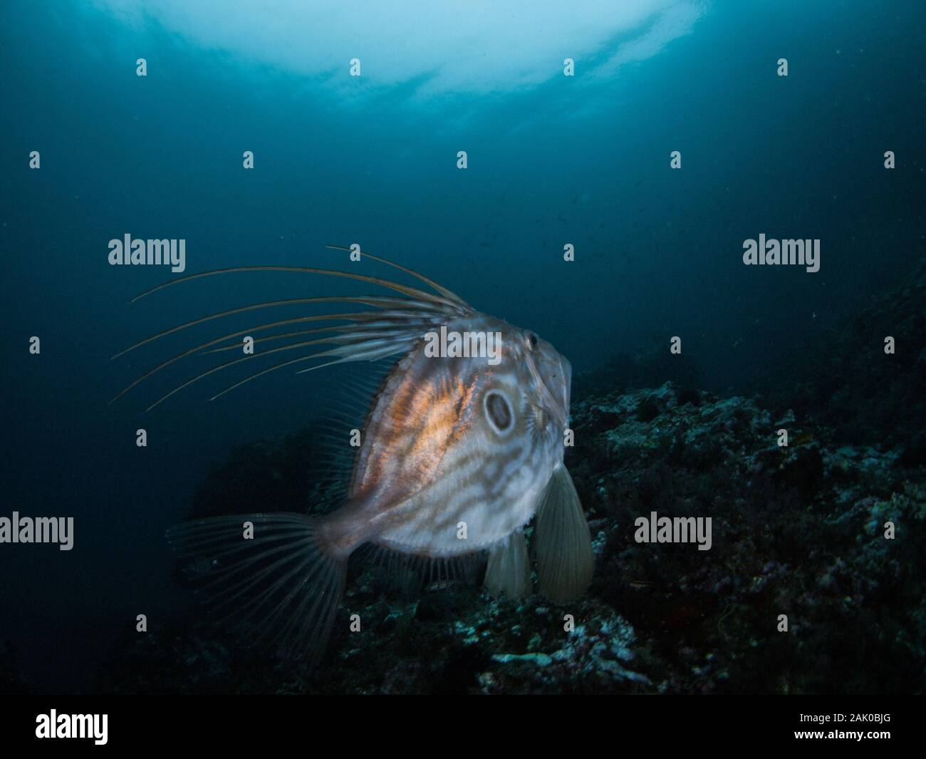 Immagine di un San Pietro pesce (Zeus faber) presa nel Mare Mediterraneo.questa specie in uso per avvicinarsi alla costa e dalle acque poco profonde in inverno. Foto Stock