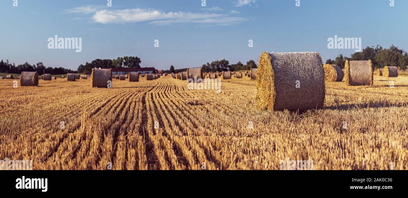 Balle di paglia su un campo stoppie, una fattoria sullo sfondo, cielo blu, paesaggio in luce solare dorata Foto Stock