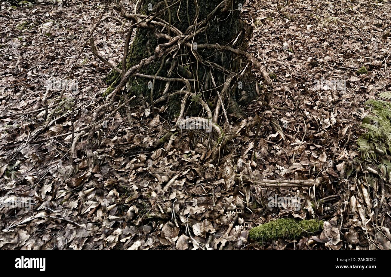 Intimo paesaggio di bosco naturale in inverno con tronco in primo piano coperto di viti e scheletri alberi dietro, Londra Inghilterra, Europa Foto Stock