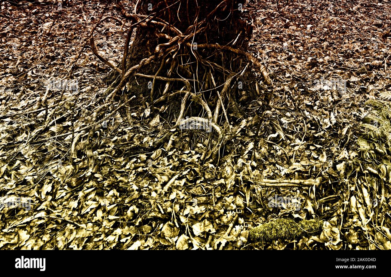 Intimo paesaggio di bosco naturale in inverno con tronco in primo piano coperto di viti e scheletri alberi dietro, Londra Inghilterra, Europa Foto Stock