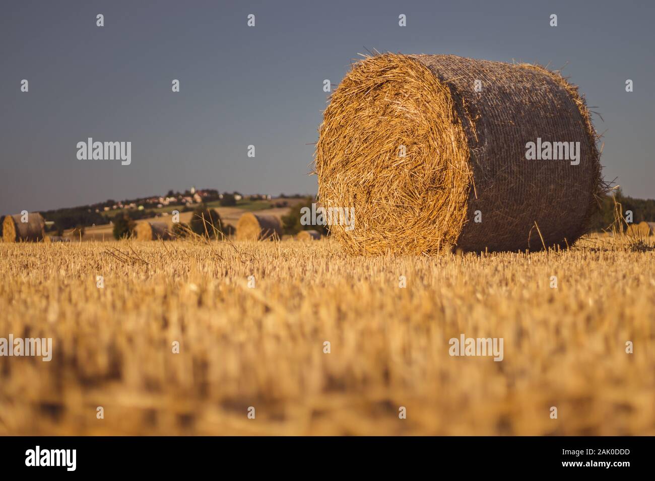 Balle di paglia su un campo stoppie, sullo sfondo un villaggio con una chiesa su una collina, cielo blu, paesaggio in luce solare dorata Foto Stock