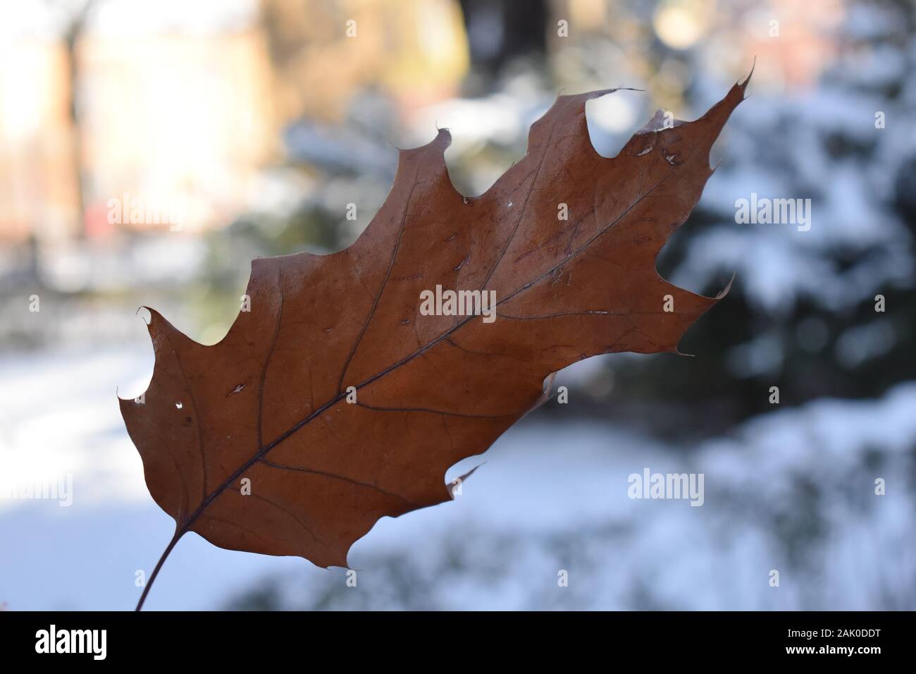 Foglia marrone. Foto Stock