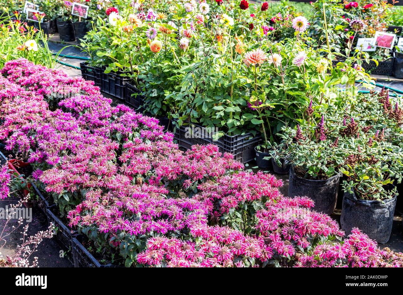 La vendita delle piantine di diversi fiori decorativi all'aperto Foto Stock