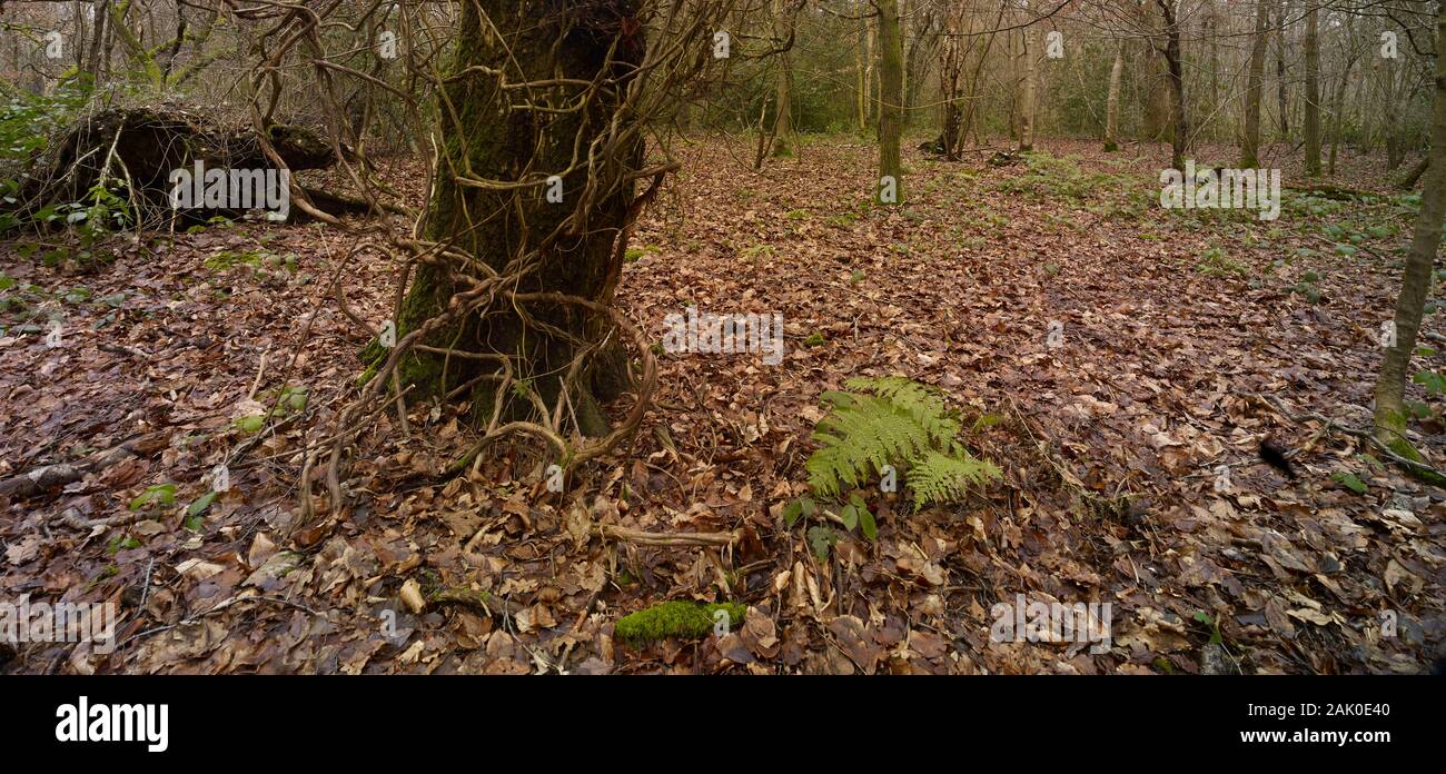 Intimo paesaggio di bosco naturale in inverno con tronco in primo piano coperto di viti e scheletri alberi dietro, Londra Inghilterra, Europa Foto Stock