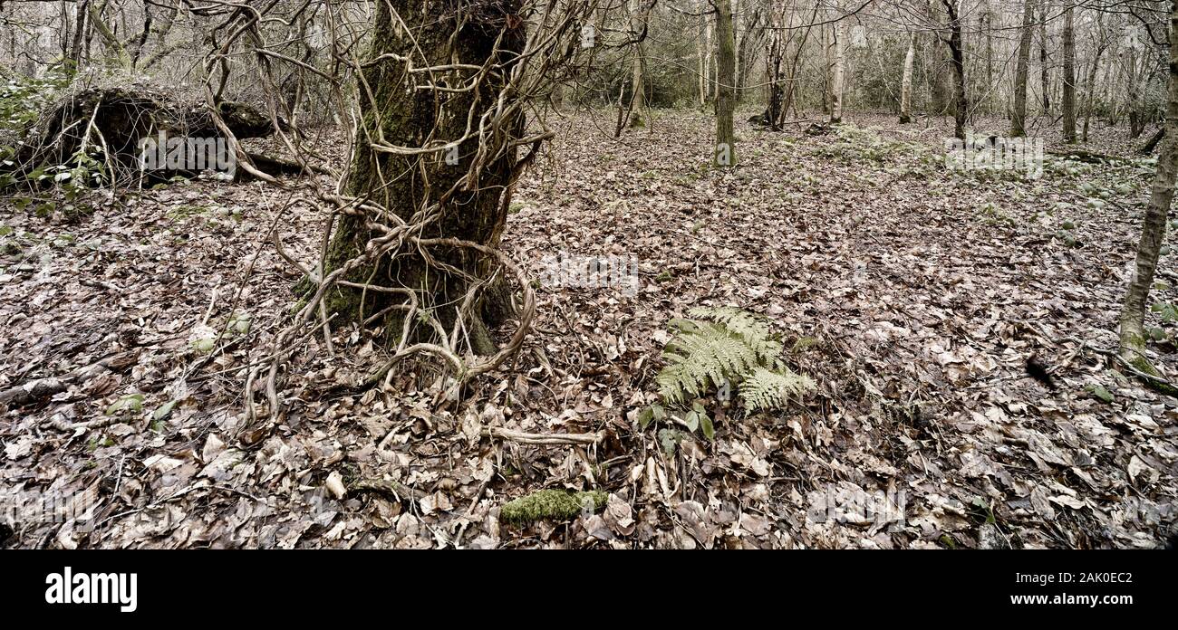 Intimo paesaggio di bosco naturale in inverno con tronco in primo piano coperto di viti e scheletri alberi dietro, Londra Inghilterra, Europa Foto Stock