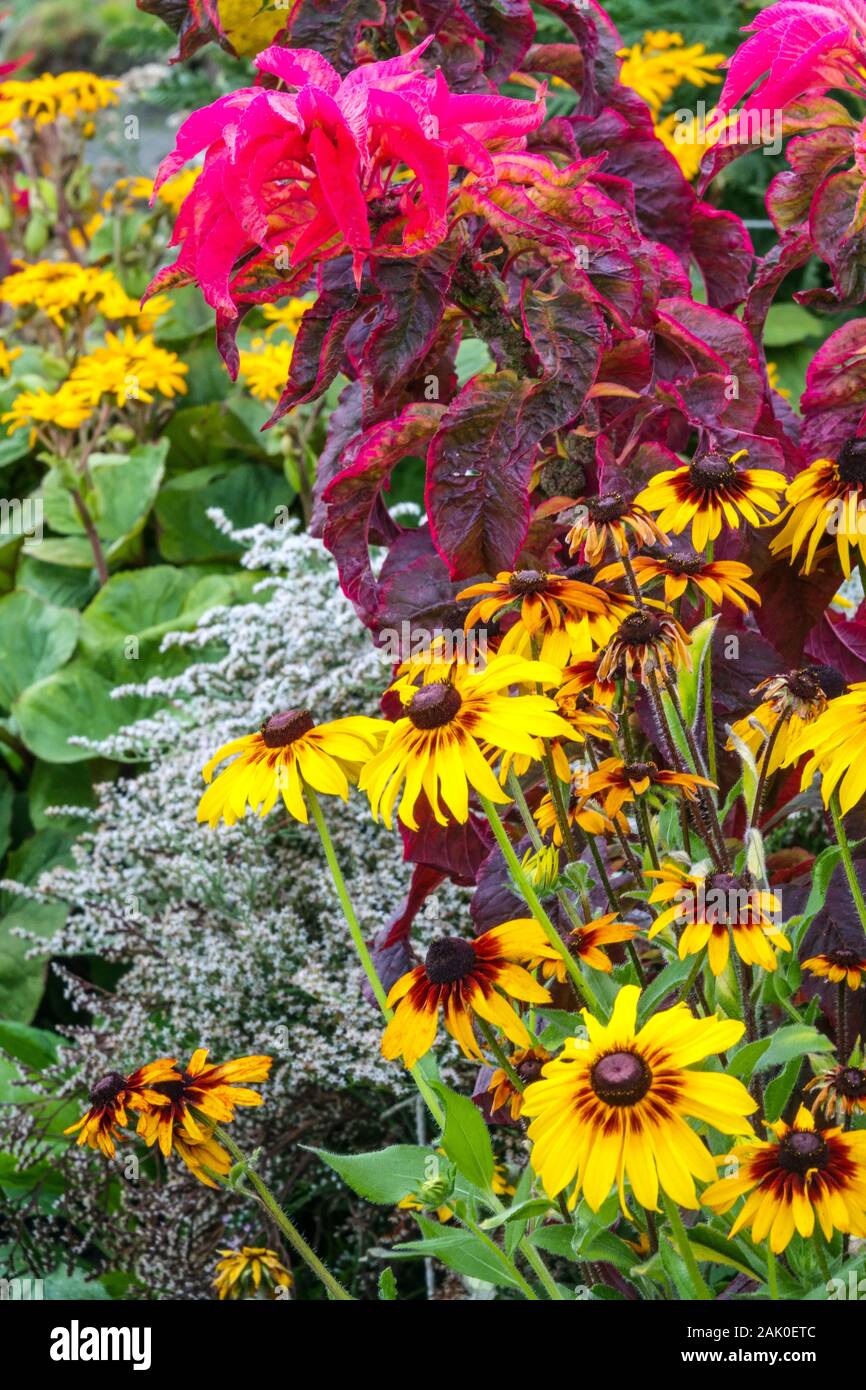 Fiori da giardino, piante colorate combinazione di rosso giallo, occhi neri Susan Amaranth Rudbeckia Foto Stock