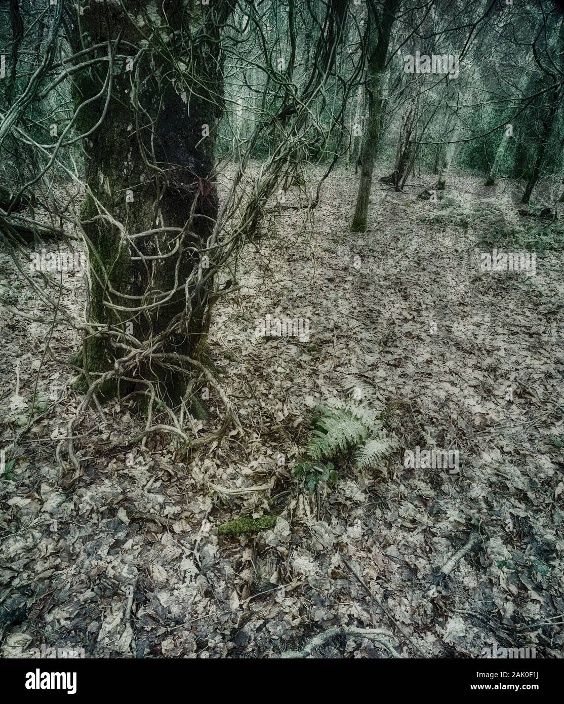 Intimo paesaggio di bosco naturale in inverno con tronco in primo piano coperto di viti e scheletri alberi dietro, Londra Inghilterra, Europa Foto Stock