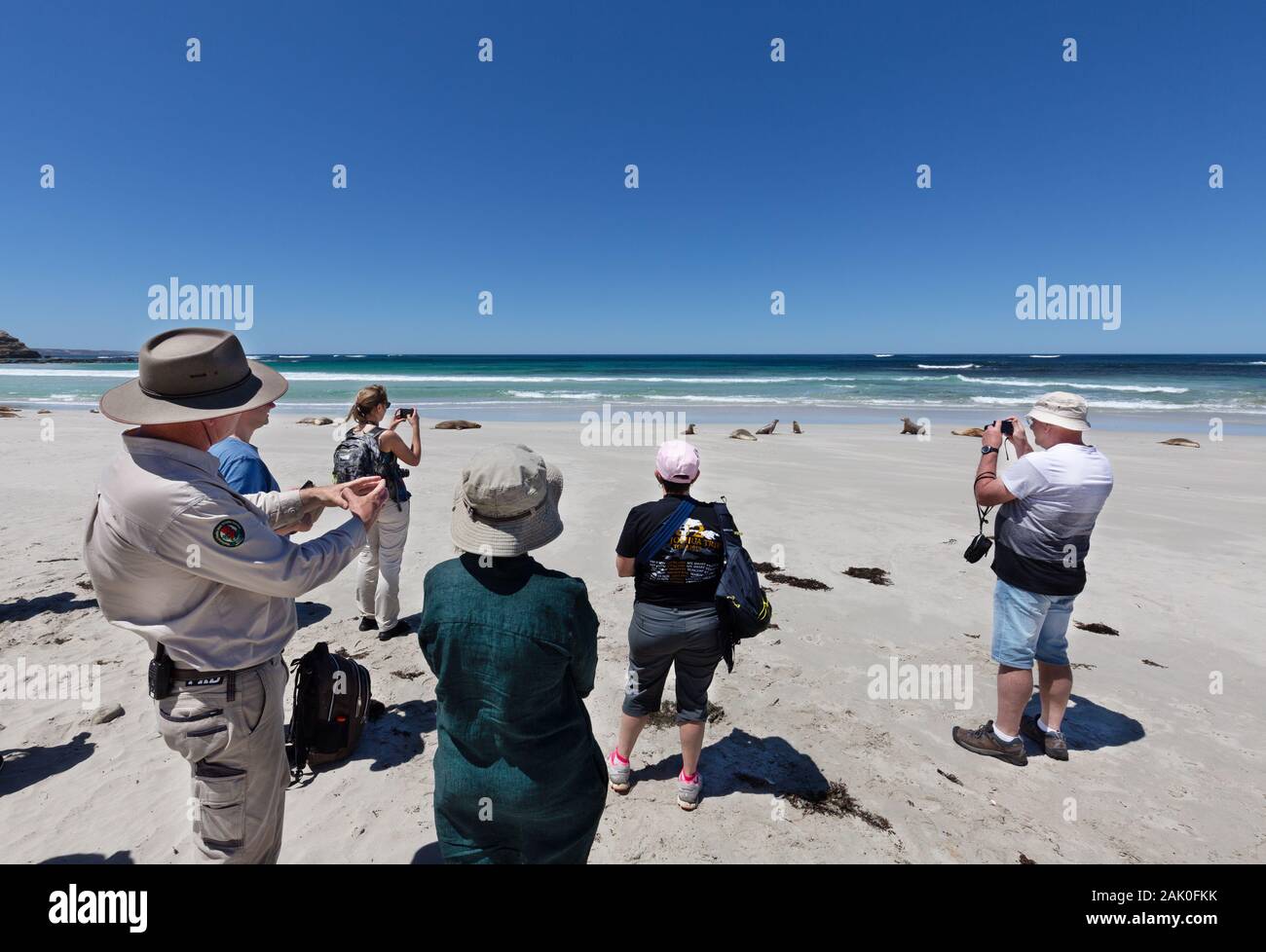 Kangaroo Island in Australia - turisti guardando i leoni di mare a Seal Bay con una guida ranger, Seal Bay, Kangaroo Island South Australia Foto Stock