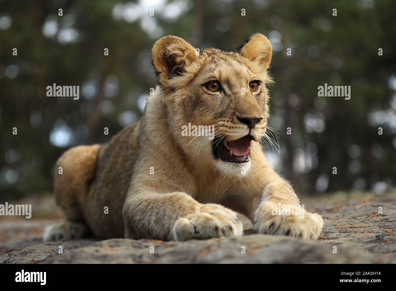 Giovane leonessa cube sdraiato sulla roccia. Panthera leo. Lion gattino rilassante Foto Stock