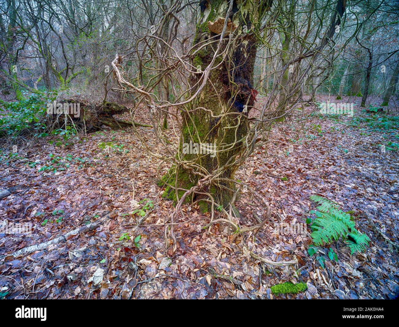 Intimo paesaggio di bosco naturale in inverno con tronco in primo piano coperto di viti e scheletri alberi dietro, Londra Inghilterra, Europa Foto Stock