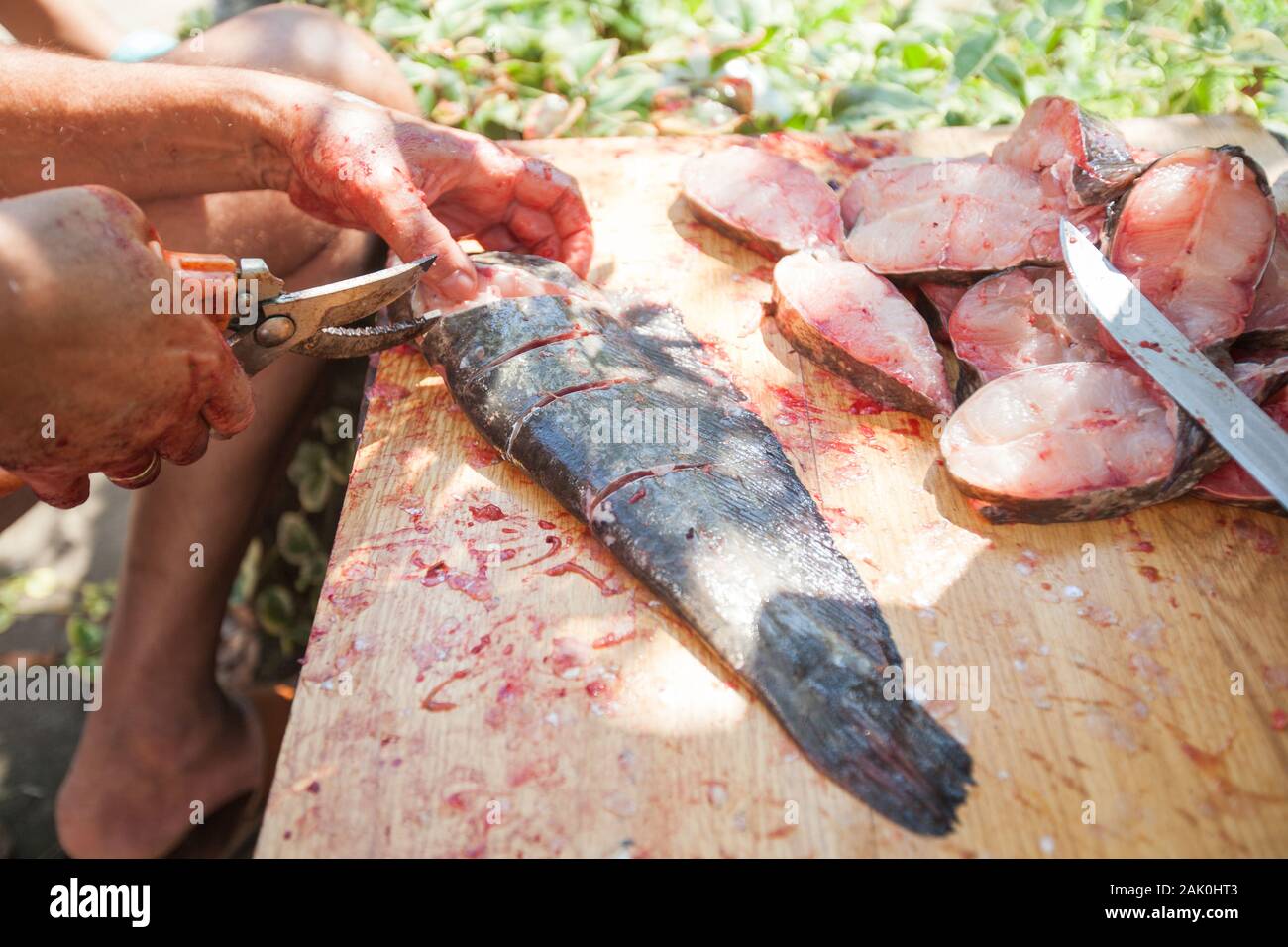 Irriconoscibile Fisherman con lama di pulizia di pesci di acqua dolce sulla tavola di legno all'esterno. La preparazione di cibi crudi. Foto Stock