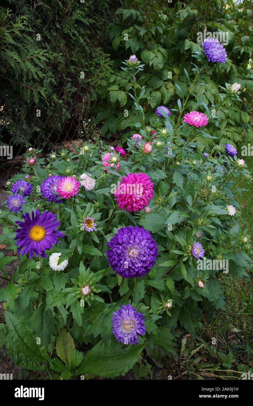 Letto di fiori di coloratissimi astri in giardino Foto Stock