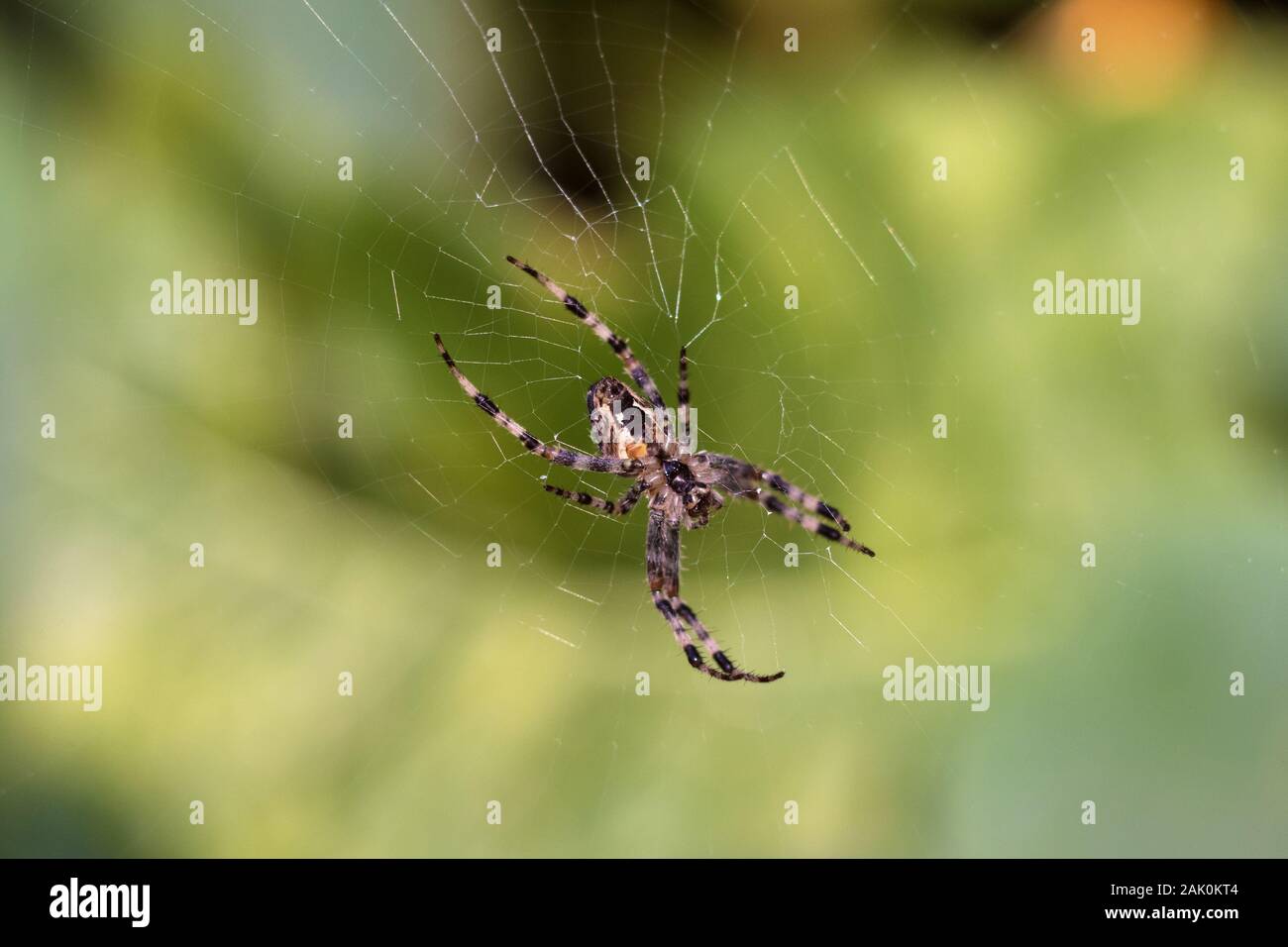 spider su un web, vista dal basso Foto Stock