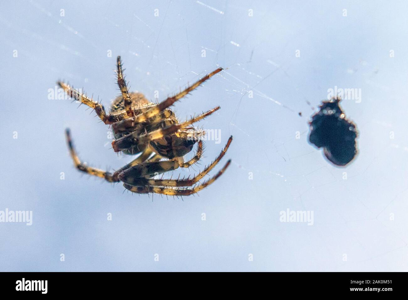 Spider in un ragnatela con preda catturata, vista ravvicinata Foto Stock