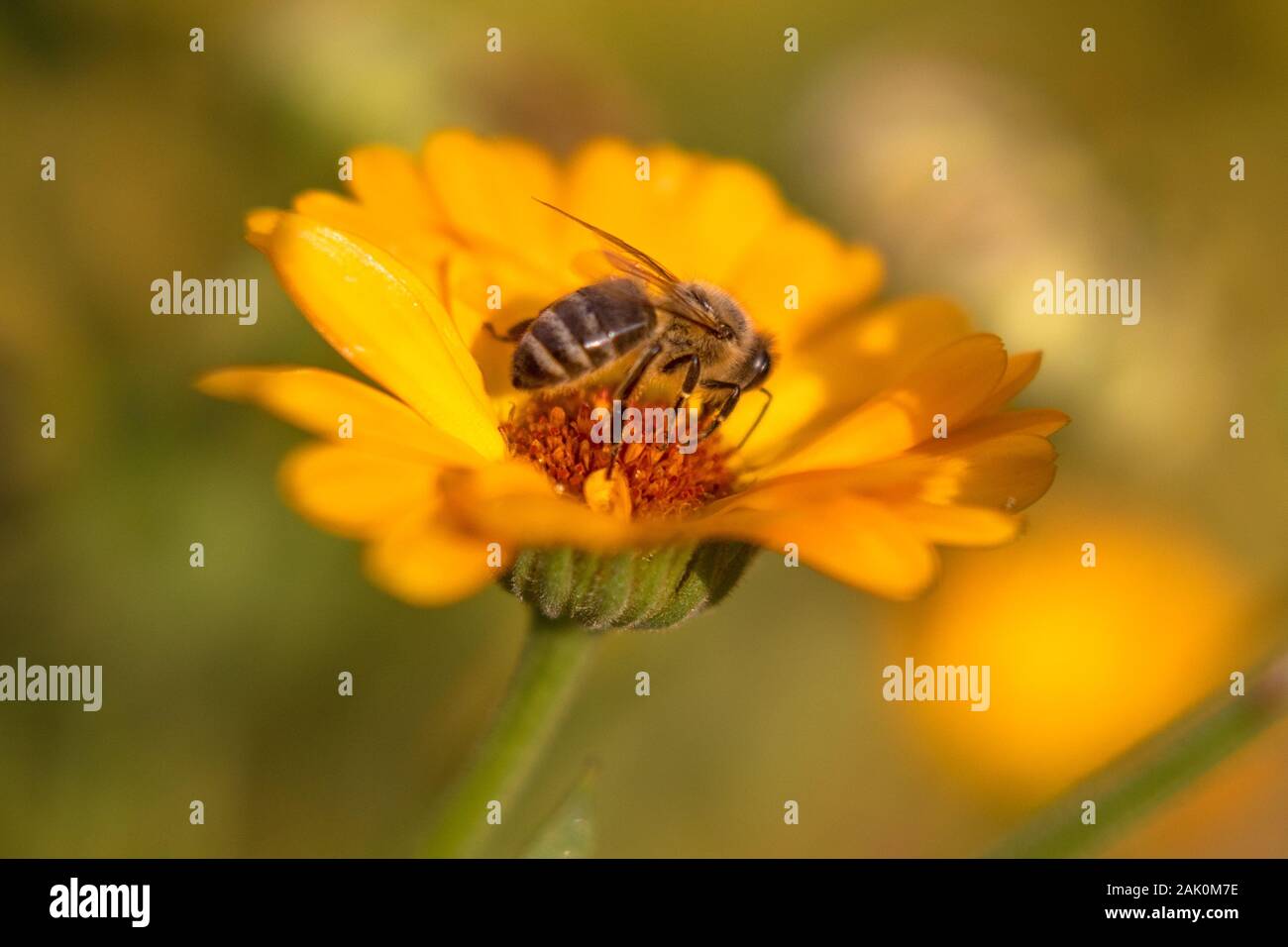 Ape on flower - ape di miele su fiori di Marigold arancio, in giardino, sole mattina giorno d'estate, sfondo sfocato Foto Stock