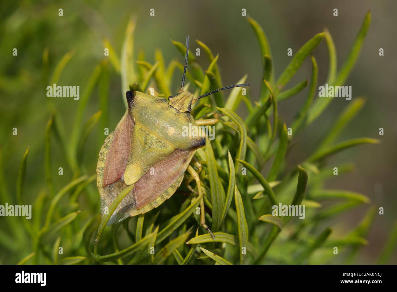 Pentatomid bug (Carpocoris fuscispinus). Polonia Foto Stock