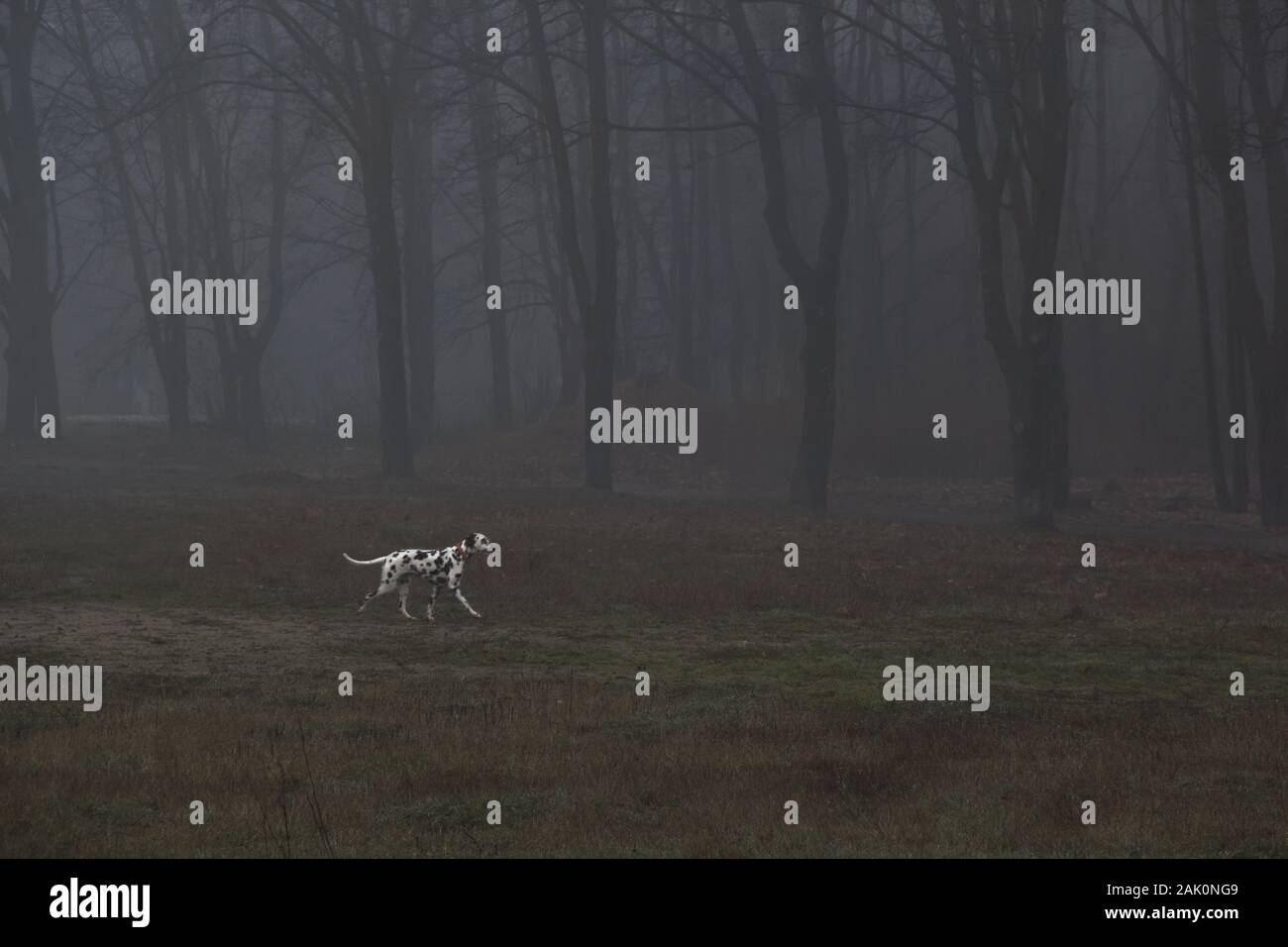 Cane dalmata nel parco nella mattina presto in una nebbia grigia in autunno Foto Stock