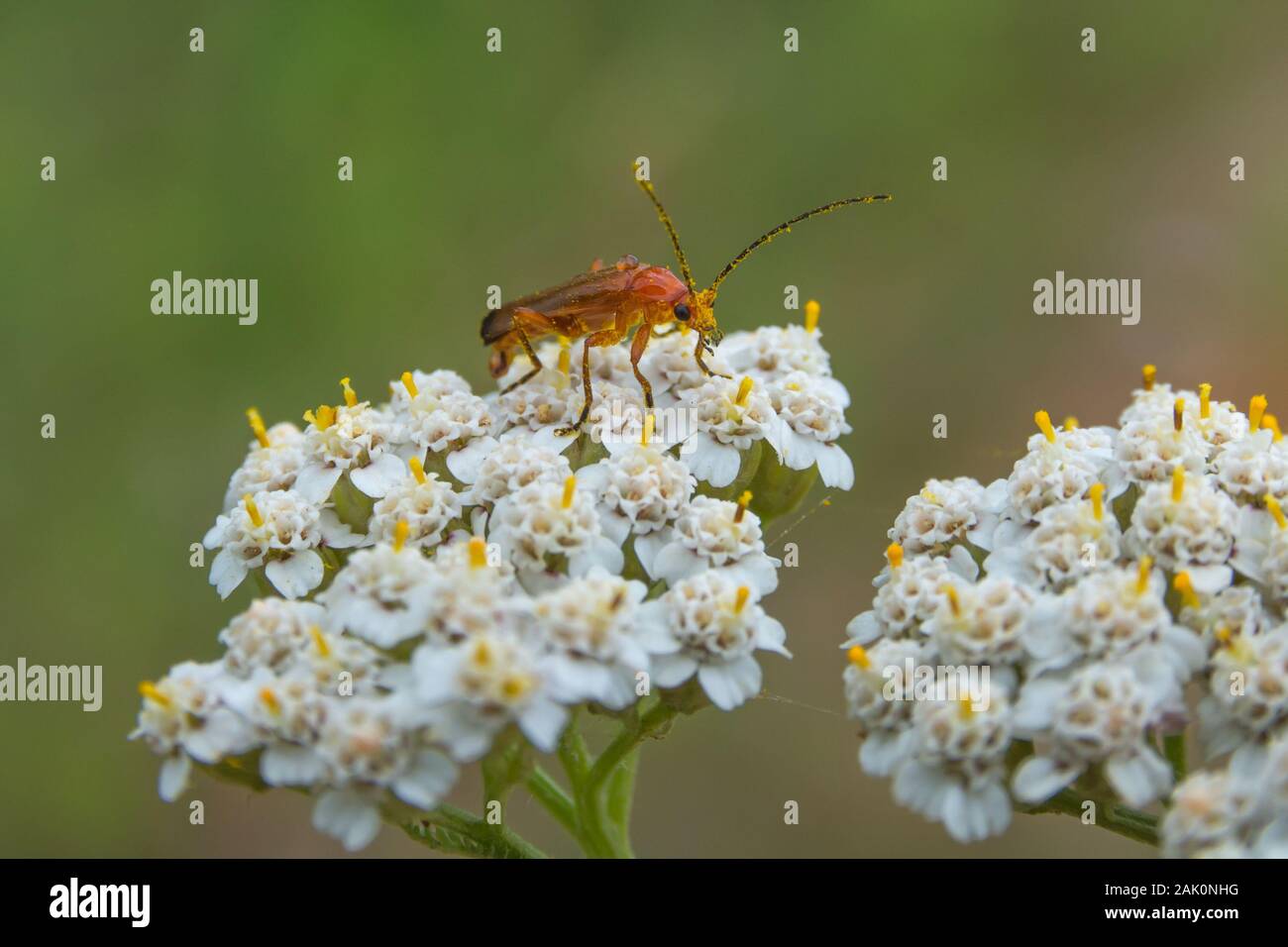 Comune soldato rosso beetle noto anche come il coleottero bloodsucker (Rhagonycha fulva) coperta con il polline mentre alimentazione su un fiore bianco Foto Stock