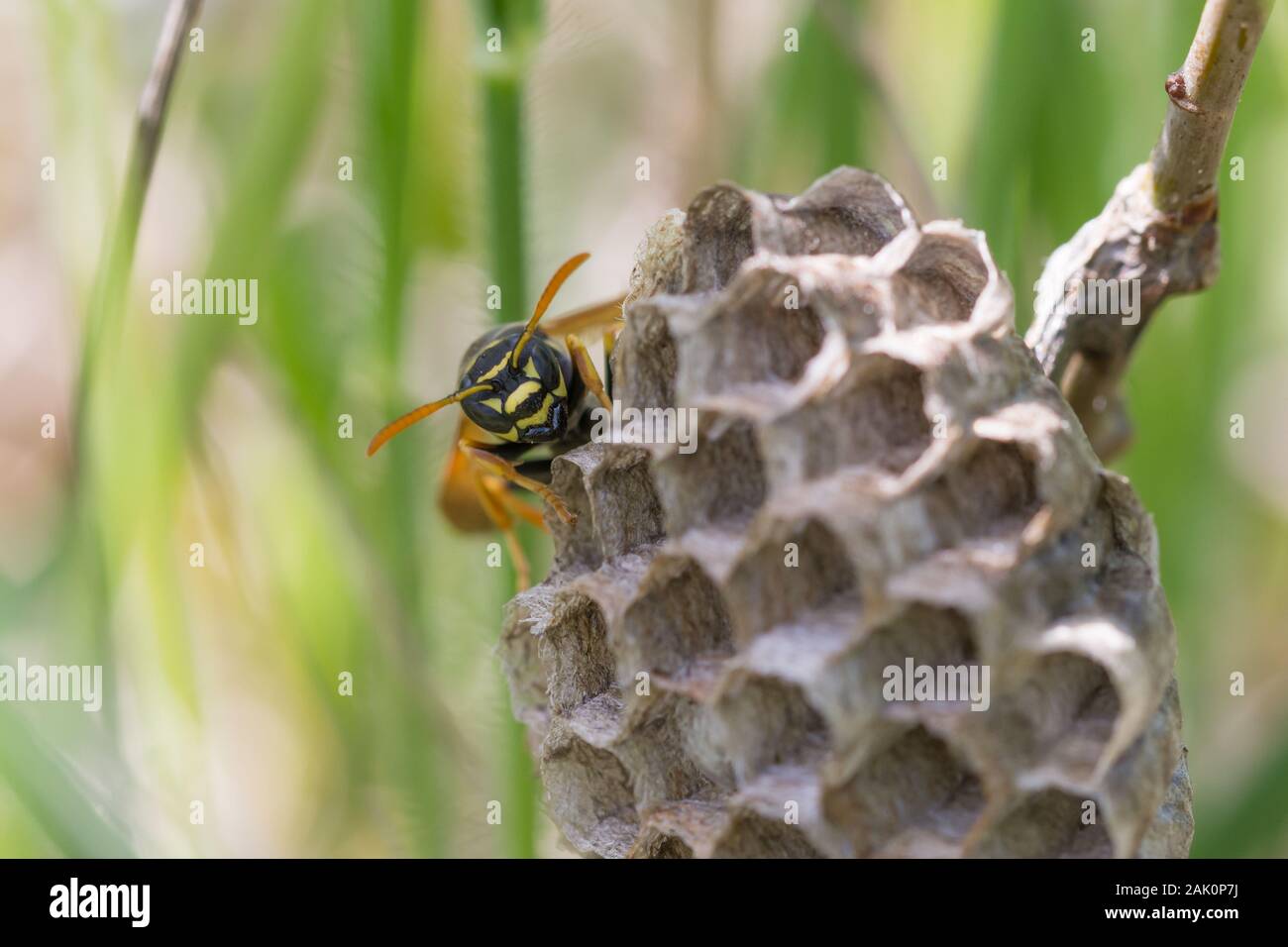 Carta wasp (Polistes nimpha) femmina e il suo nido attaccato al ramo di una boccola Foto Stock