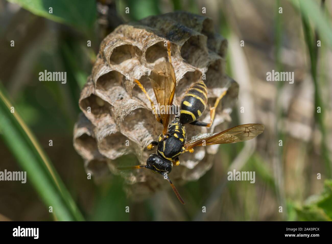 Carta wasp (Polistes nimpha) e il suo nido attaccato al ramo di una boccola Foto Stock