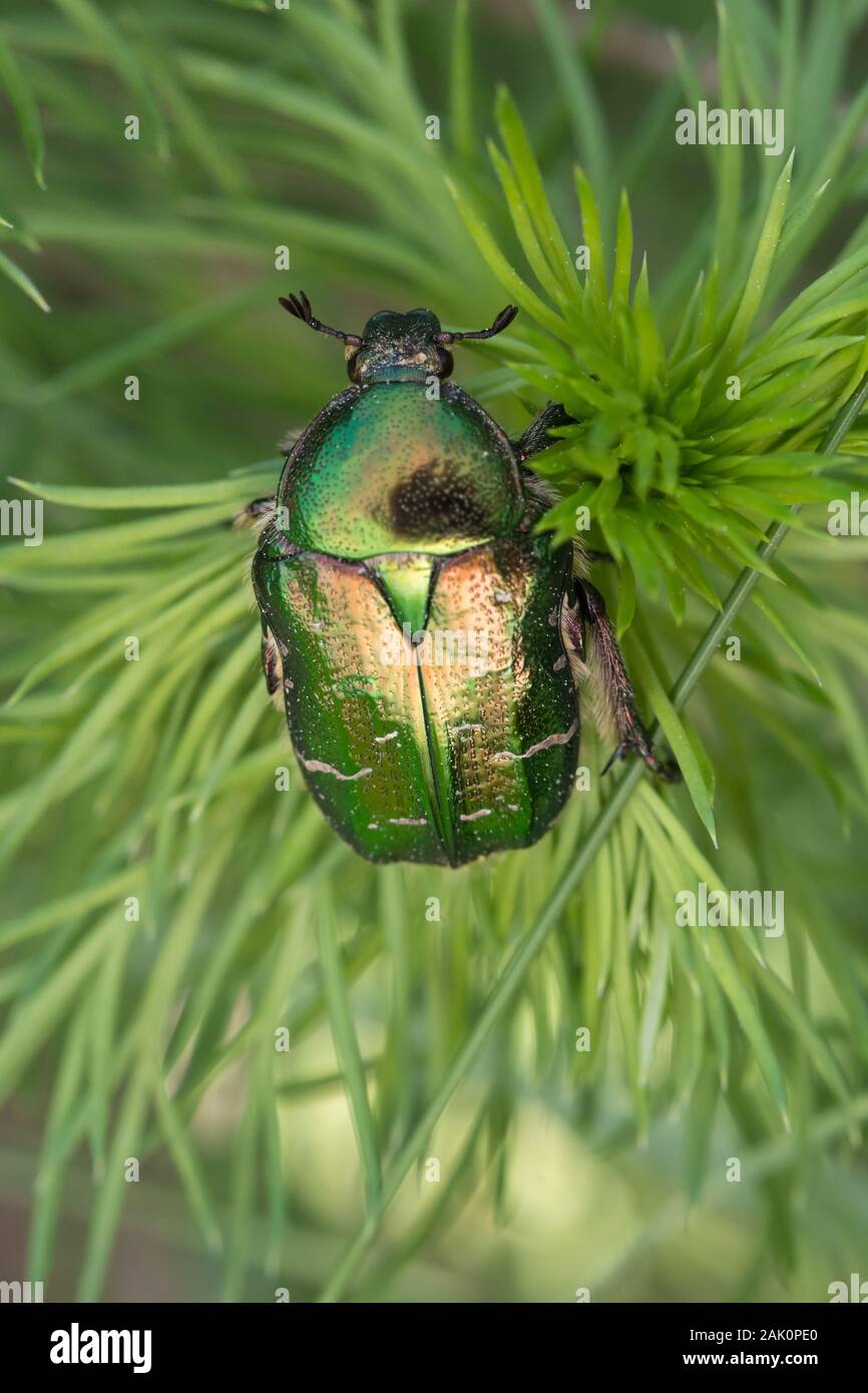 Rose (chafer Cetonia aurata) arroccato su di un impianto Foto Stock