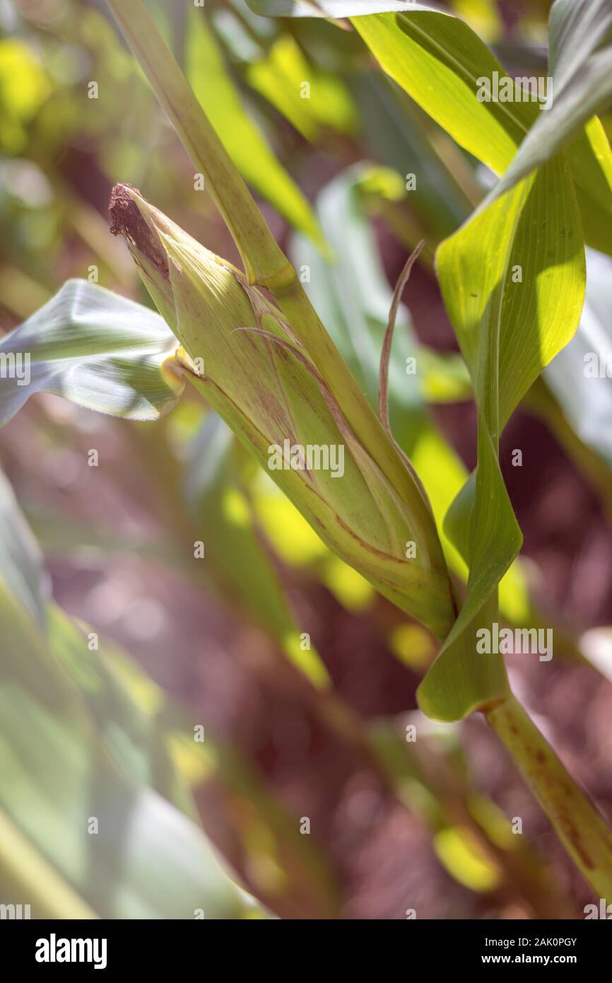 Mais sulla pannocchia - orecchio di mais maturo su un gambo con foglie, in un campo di mais Foto Stock