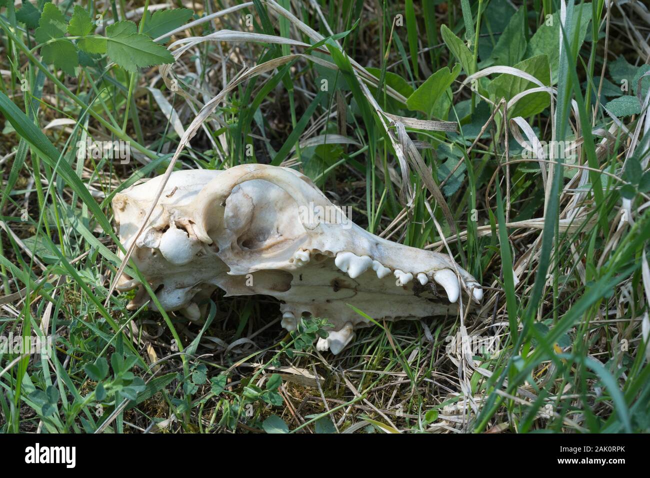 Cranio di mammifero della specie canina sdraiati sull'erba Foto Stock