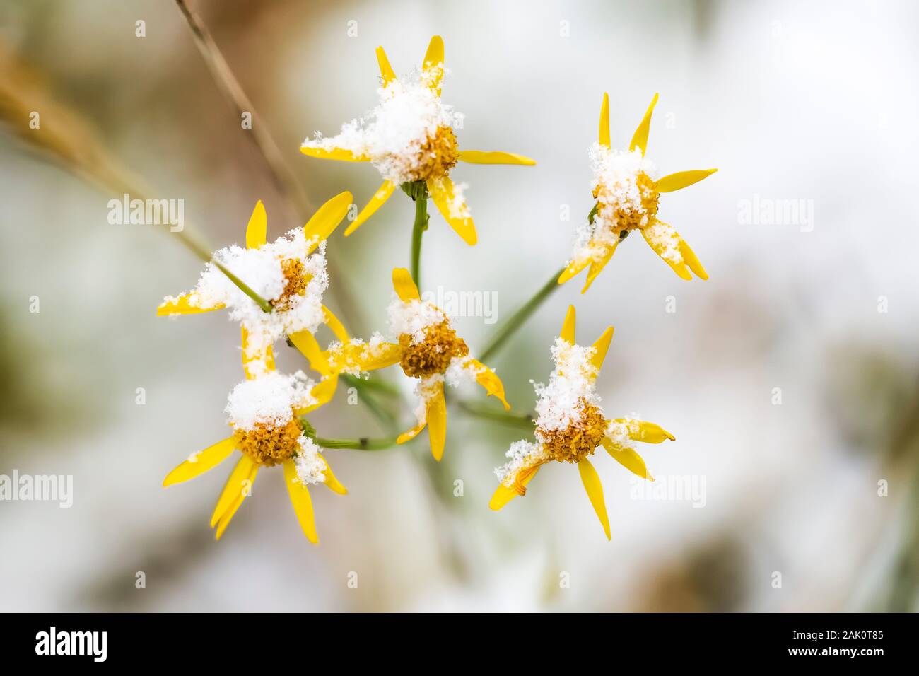 Il giallo di fiori selvaggi nel settembre neve nel Parco Nazionale di Yoho, British Columbia, Canada Foto Stock