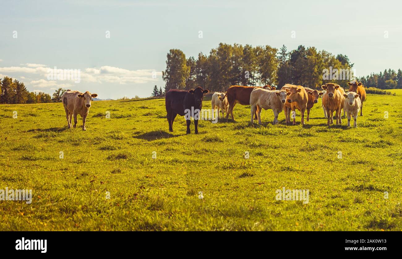 Bovini di manzo - allevamento di mucche al pascolo nel pascolo in paesaggio collinare, prato erboso in primo piano, alberi e foreste sullo sfondo, cielo blu Foto Stock