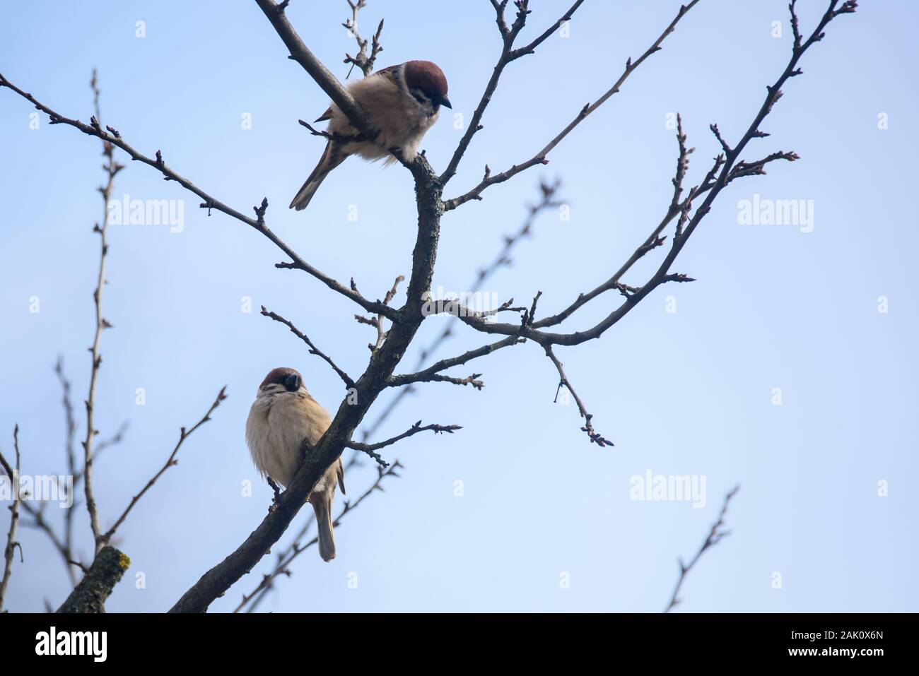 Paio di Eurasian passera mattugia uccelli. Passer montanus seduto sul ramo di albero. Foto Stock