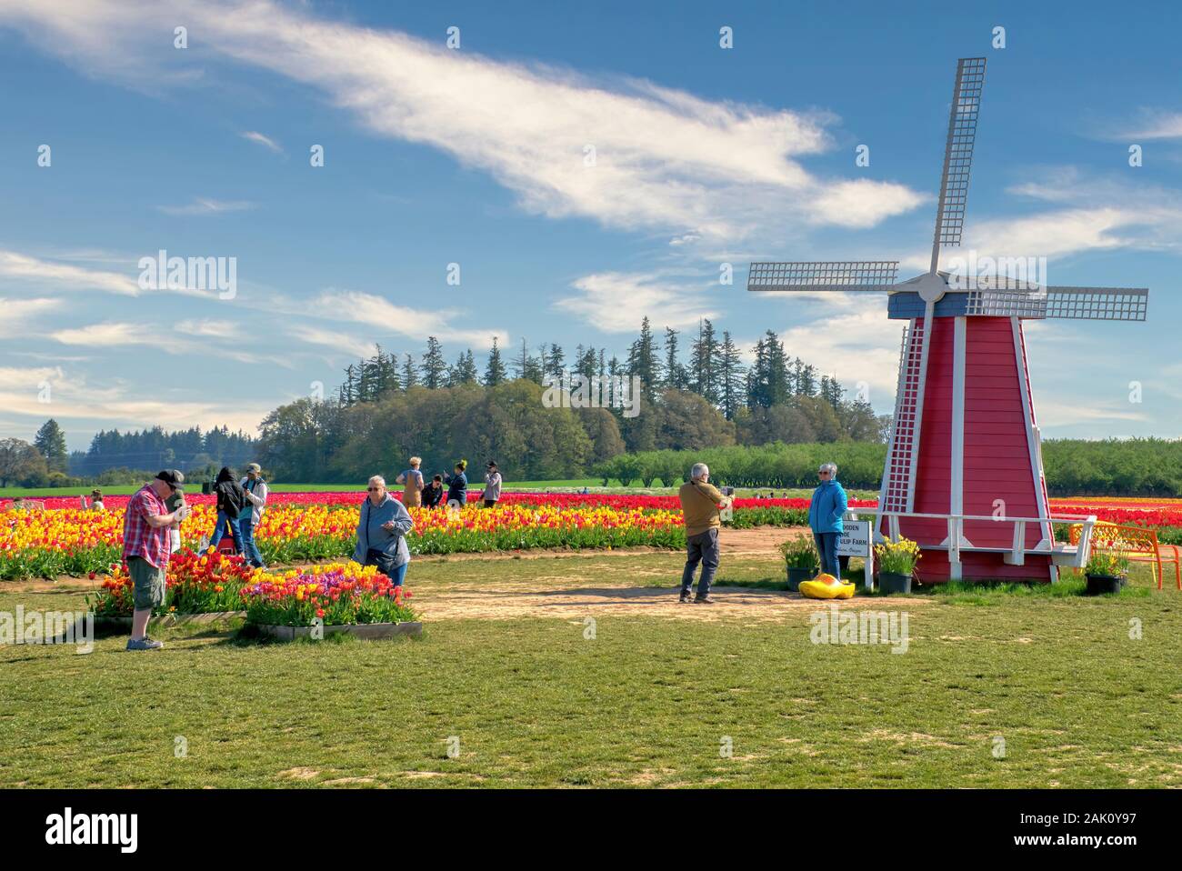 L'annuale festa dei tulipani presso la Wooden Shoe Tulip Farm, situata a Woodburn, Oregon Foto Stock