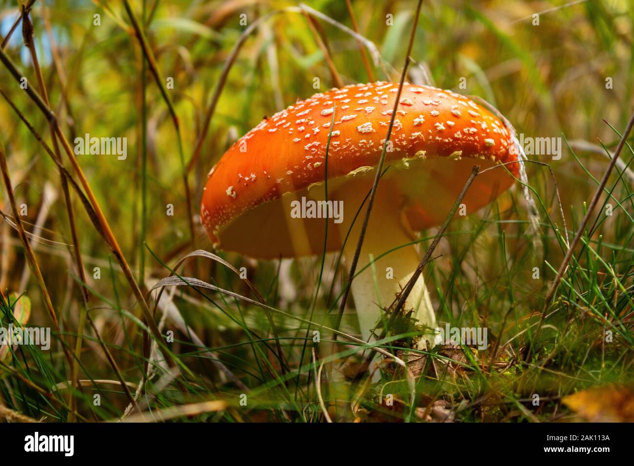 Amanita muscaria, la mosca agarica - vista ravvicinata di un fungo nell'erba Foto Stock