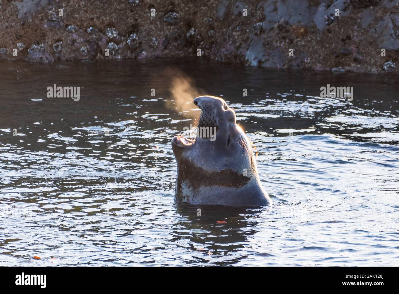 Northern guarnizione di elefante maschio di fonazione permanente, mentre in acque poco profonde; visibile aria calda proveniente dalla sua bocca, fascia costiera sull'Oceano Pacifico, San Simeone, Foto Stock