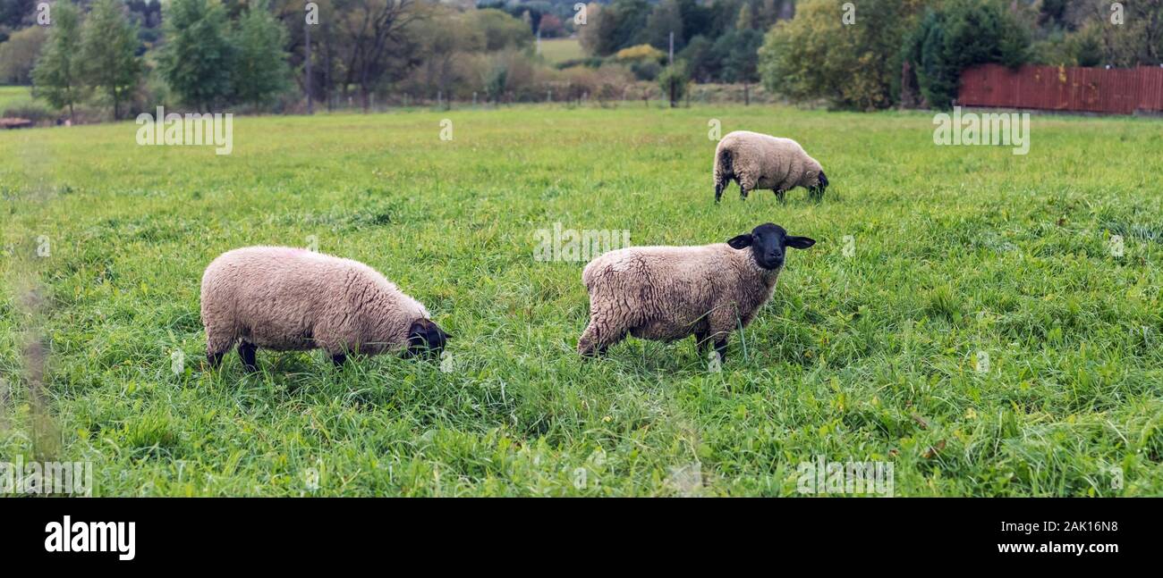 pecora su prato - gruppo di tre pecore che pascolano su erba verde Foto Stock
