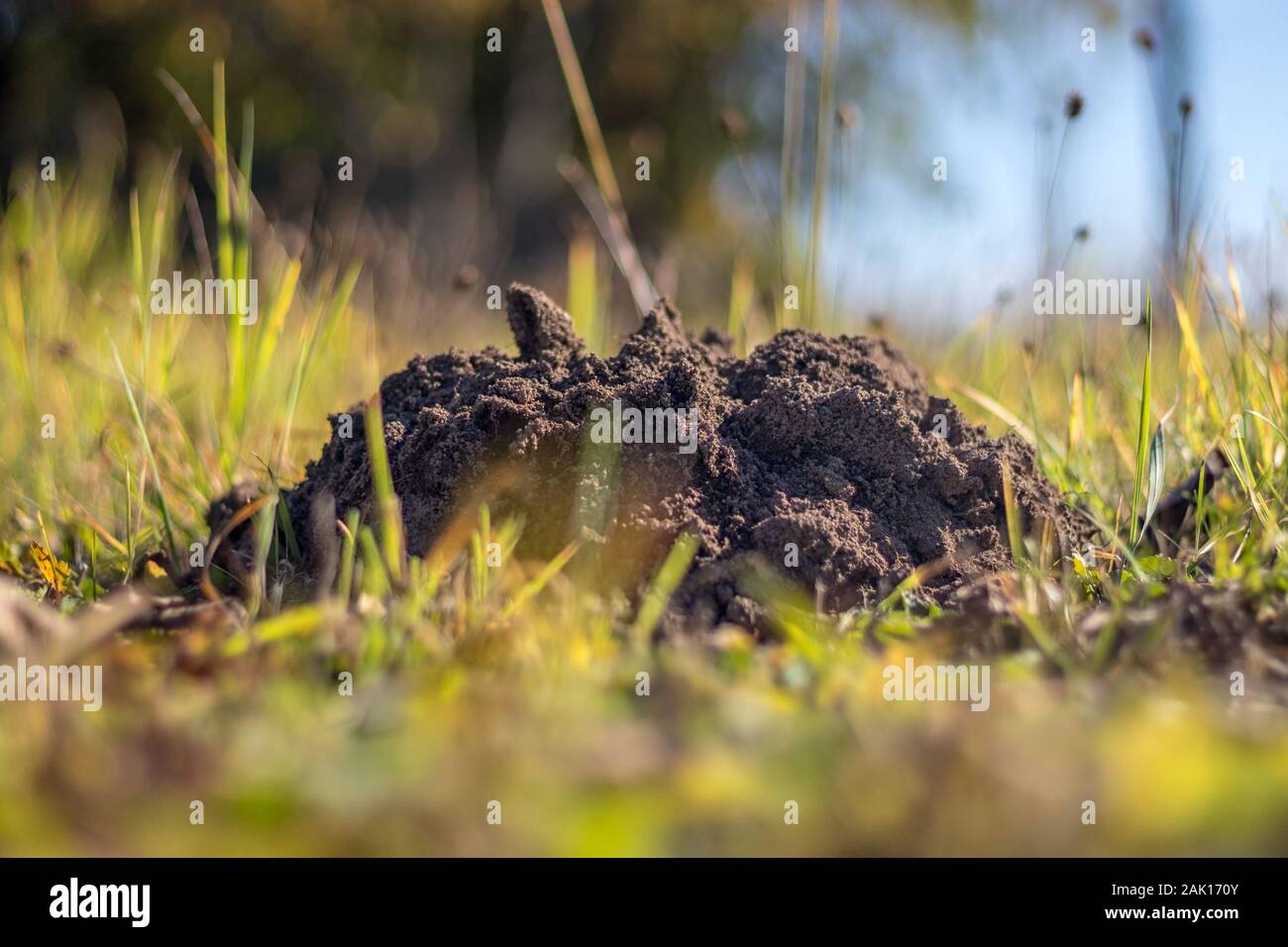 Un molehill (mole-collina, mole tumulo) nell'erba nel giardino Foto Stock