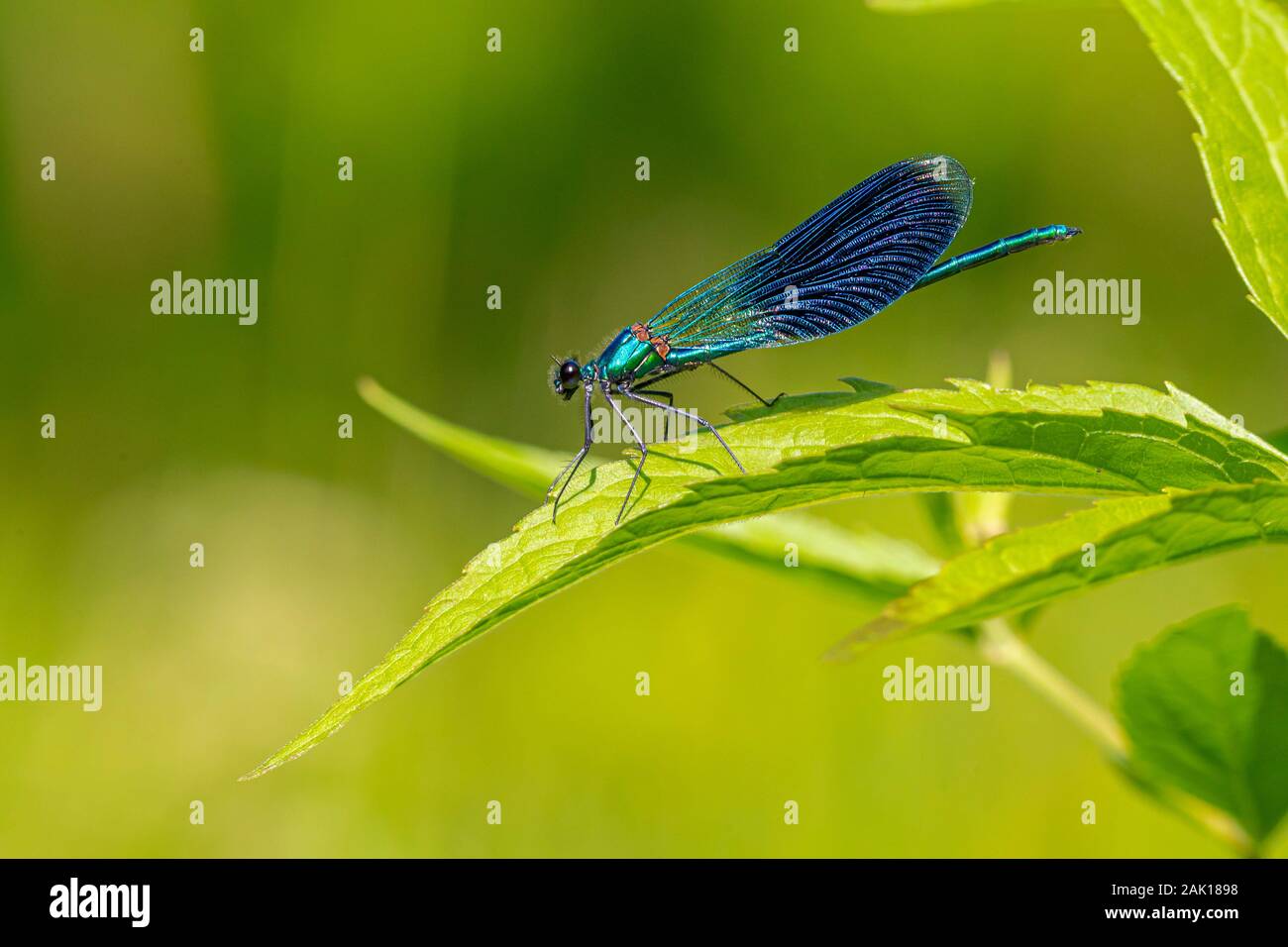 Belle demoiselle (Calopteryx virgo) Foto Stock