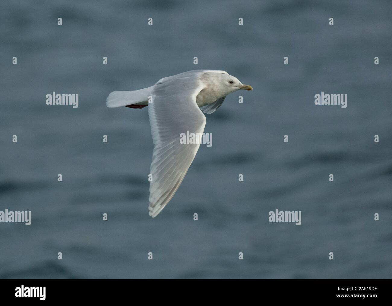 Gull Kumliens (Larus glaucoides kumlieni), in volo, Båtsfjord Harbour, Varanger, Arctic Norvegia Foto Stock