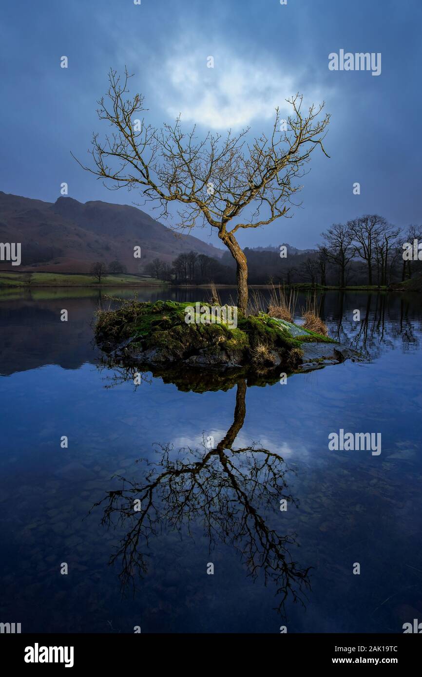 Lone Tree a Rydal acqua, Lake District, Cumbria, England, Regno Unito Foto Stock