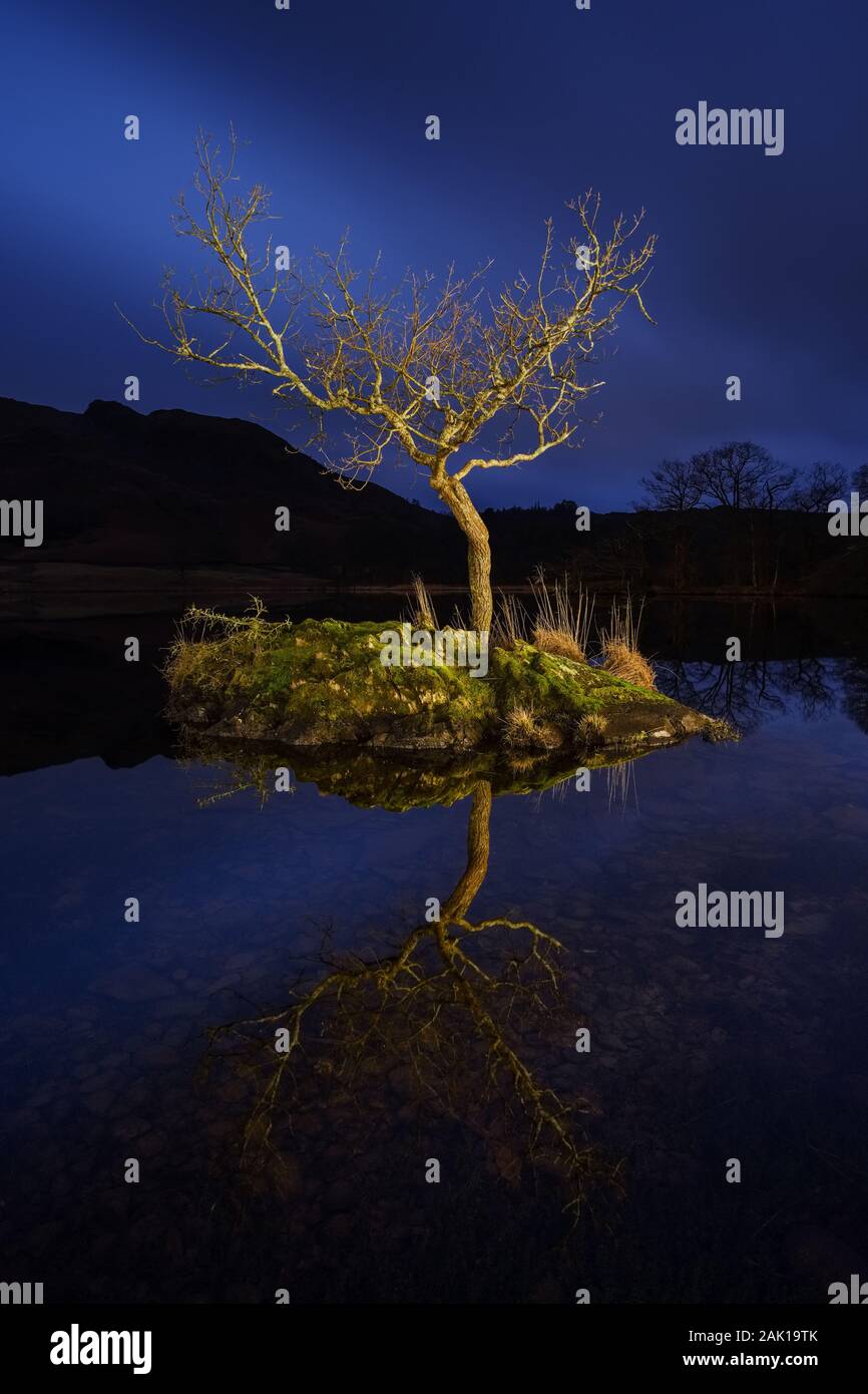 Albero isolato a Rydal acqua, Lake District, Cumbria, England, Regno Unito Foto Stock