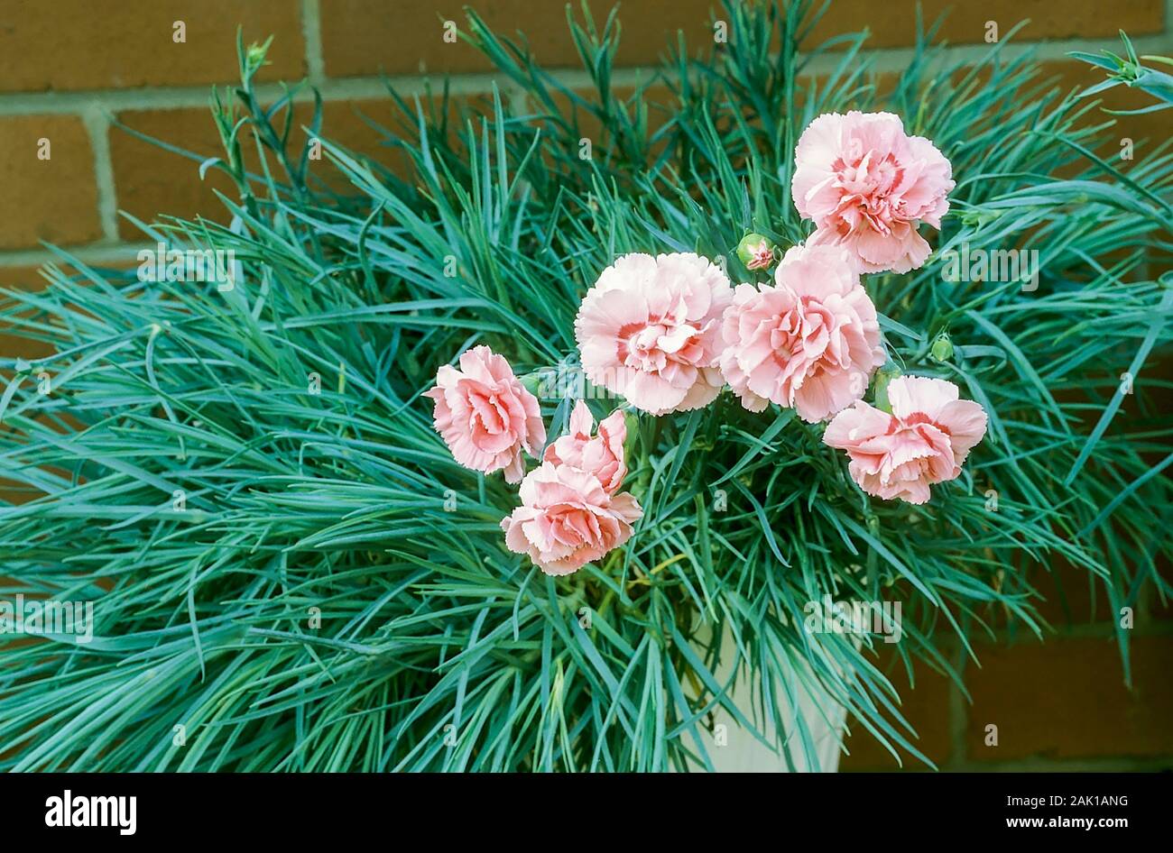 Dianthus Doris fiori e boccioli impostato sullo sfondo di foglie e di crescere in un'urna piantatrice sagomato. Un sempreverde perenne che è completamente hardy Foto Stock