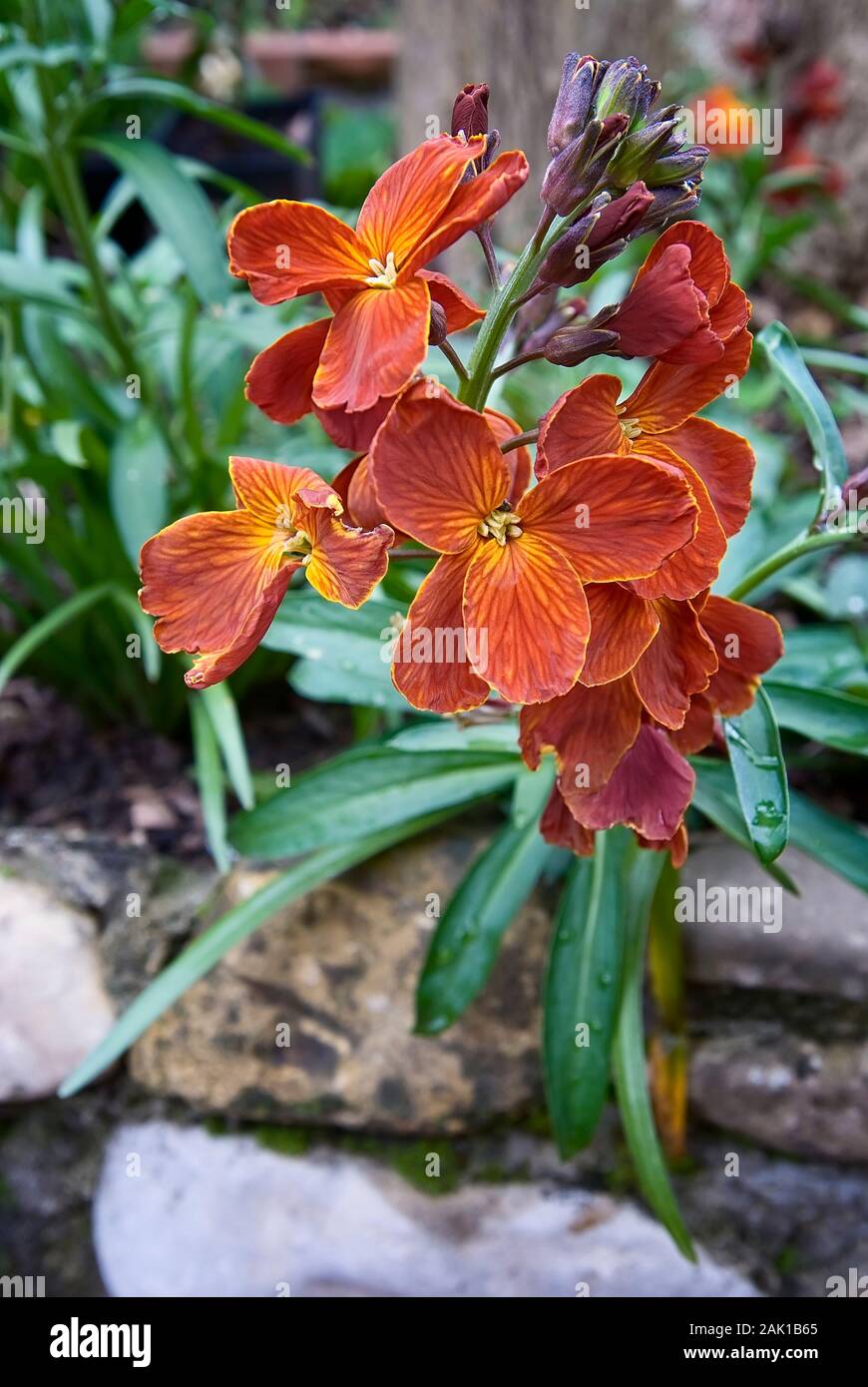 Orange Violaciocca (Erysimum cheiri) nel giardino Foto Stock