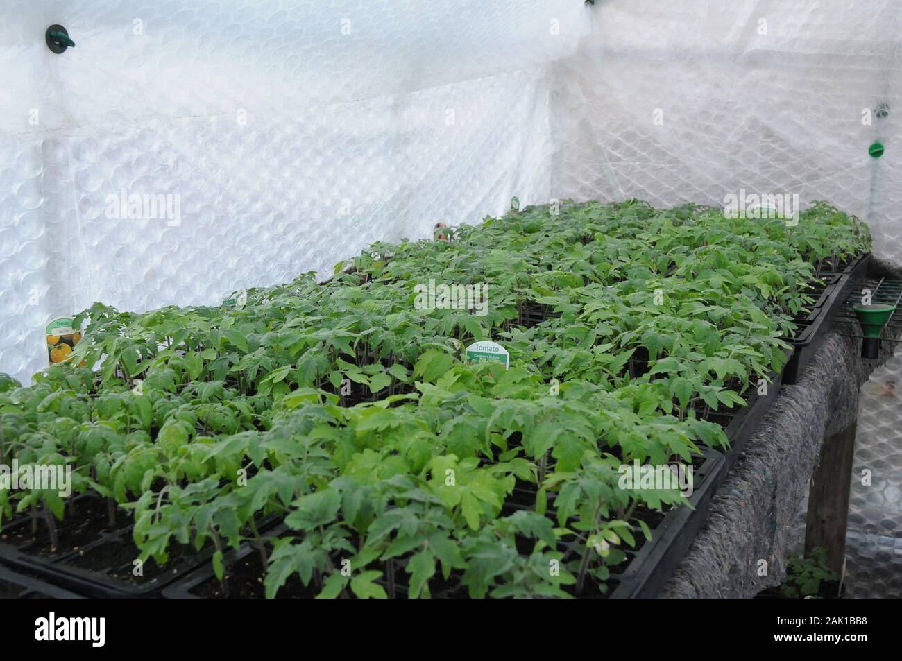 Giovani piante di pomodoro sulla messa in scena all'interno di una serra isolato con nastro a bolle d'inverno. Foto Stock